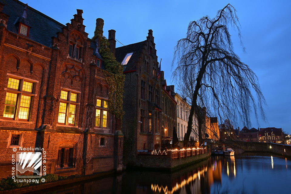 Bruges Canal Tree