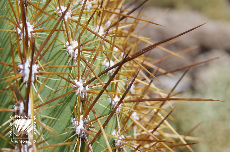 Cactus Spikes