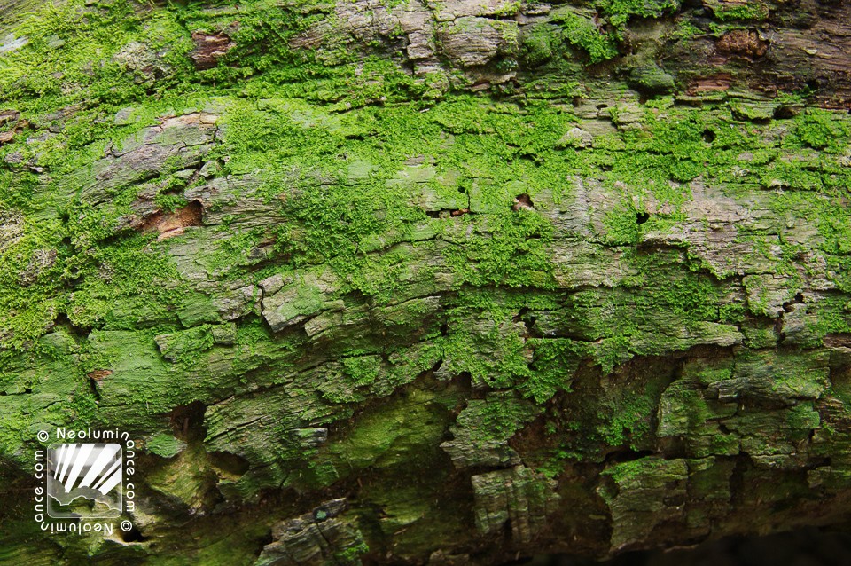 Moss Covered Tree