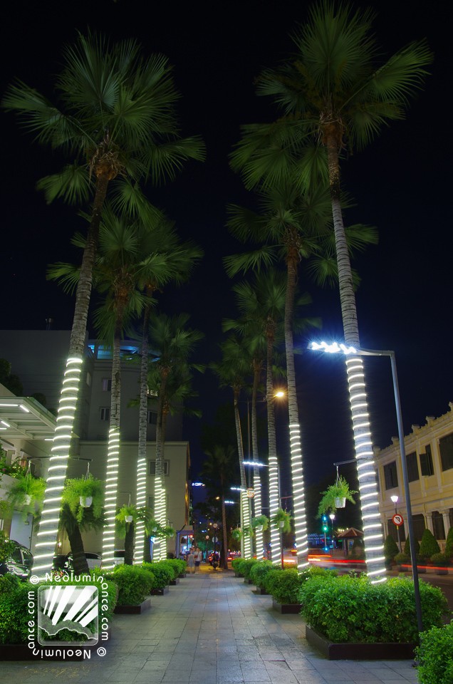 Palm Lights